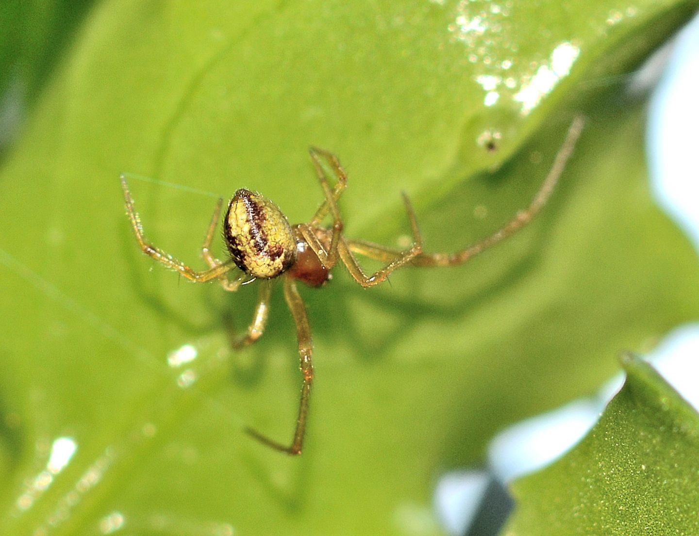 Phylloneta sp., maschio - Isola di Capraia (LI)